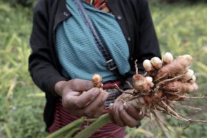 sahana ghosh turmeric 3 meghalaya teacher