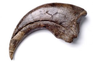 baryonyx claw fossil two column.jpg.thumb .768.768