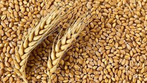 wheat protein skin care cosmetiqo