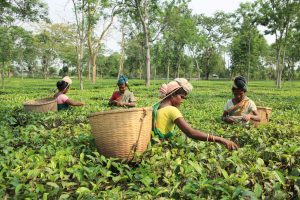 women picking tea leaves Assam scaled 1