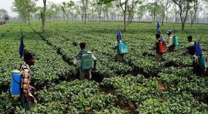 tea pesticides