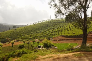 Landscape from Nilgiri Mountain Railway