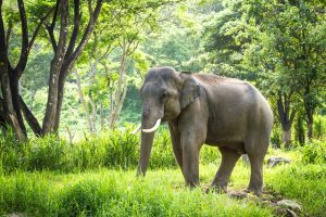 thailand elephant